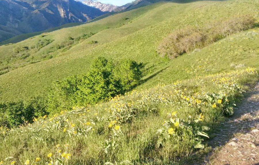 View from Black Mountain in SLC by Avid Amiri